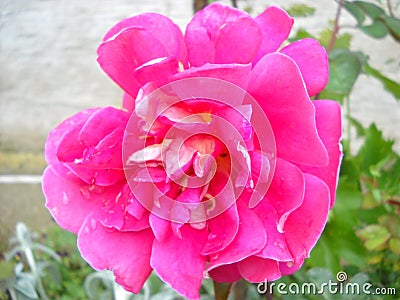 Pink rose in the garden. Opened petals. Color with a cold nuance. Close-up from above Stock Photo