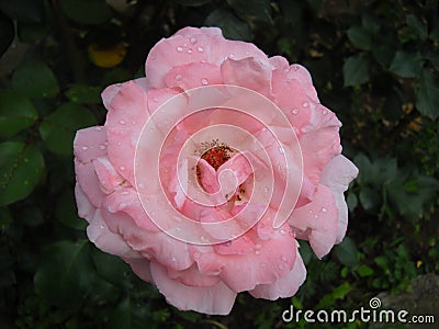 A pink rose in the garden . Opened petals with water drops. Pestles and stamens are noticeable. Color with a warm nuance. Stock Photo