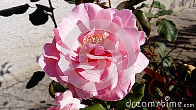 Pink rose in the garden . Pestles and stamens are noticeable - the reproductive organs of the rose. Color with a warm nuance. Stock Photo