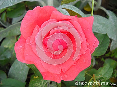 Pink rose in the garden. Well opened petals. Color with a warm nuance. Close-up from above Stock Photo