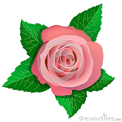 Pink rose and green leaves around. Vector Illustration