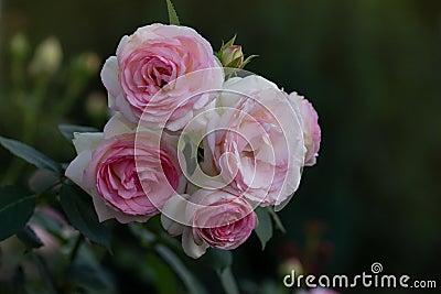 Pink rose with green leaves in greenhouse. Eden roze flower Stock Photo