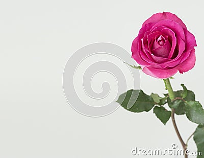 Pink rose with green stem Stock Photo