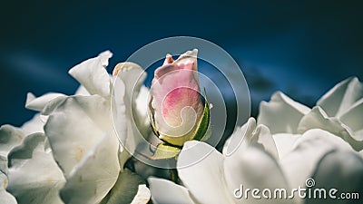 Pink Rose, Hard Contrast Stock Photo