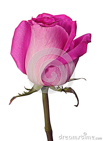 Pink rose head Stock Photo