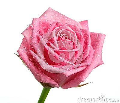 pink rose head isolated on white background Stock Photo
