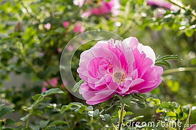 Pink Rose Heidetraum in bloom, closeup Stock Photo