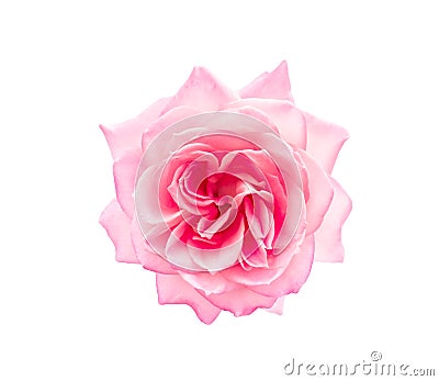 Pink rose isolated Stock Photo