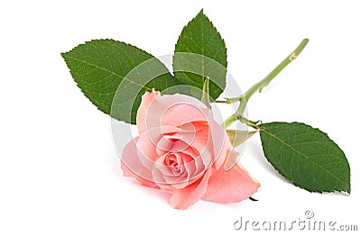 Pink rose Stock Photo