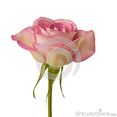 Pink Rose Stock Photo