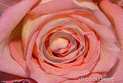 Pink rose Stock Photo