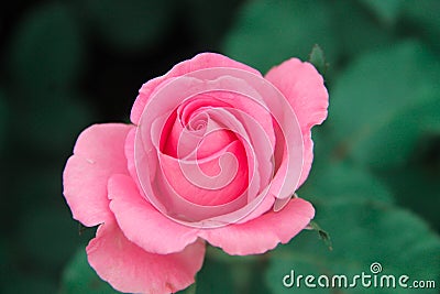 Pink Rose Stock Photo