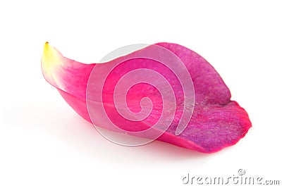 Pink rose leaf in closeup Stock Photo