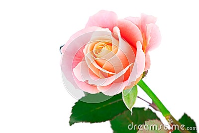 Pink rose Stock Photo