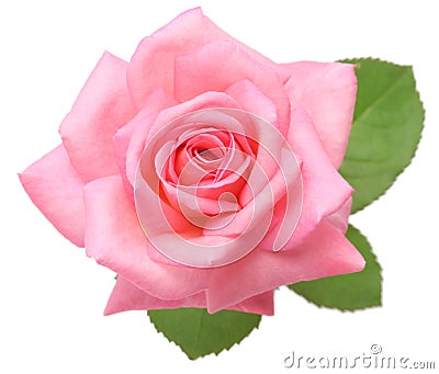 Pink rose with leaves Stock Photo