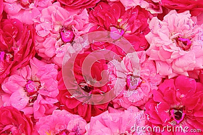 Pink rose love hearts Stock Photo