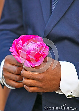 A pink rose for me Stock Photo