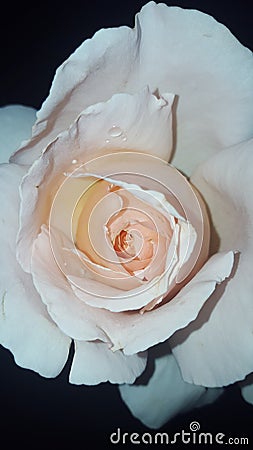 Pink rose Stock Photo