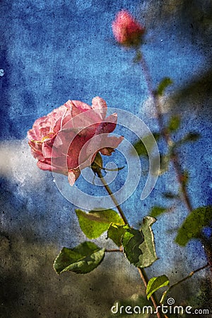 Pink rose over blue sky Stock Photo