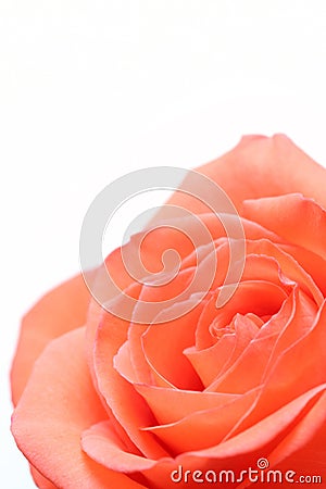 Pink rose over white Stock Photo