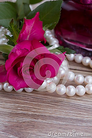 Pink rose with pearls Stock Photo