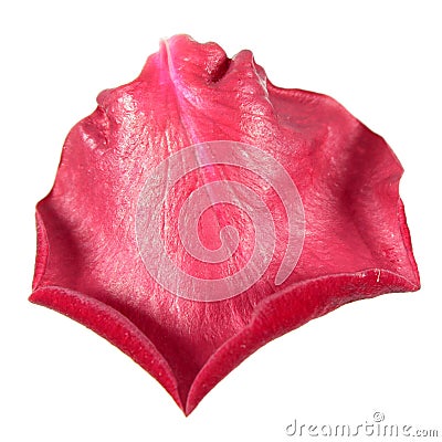 Pink rose petal isolated on white Stock Photo