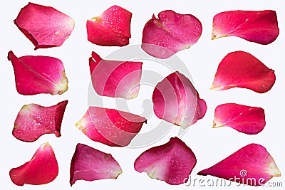 Pink Rose petal set isolate on white background Stock Photo