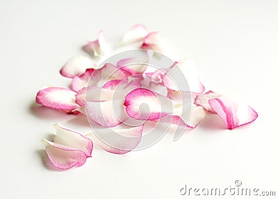 Pink rose petals Stock Photo