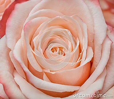 Pink rose petals Stock Photo