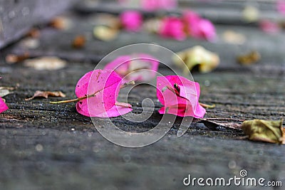 Pink rose petals on the ground Stock Photo