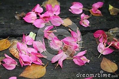 Pink rose petals on the ground Stock Photo