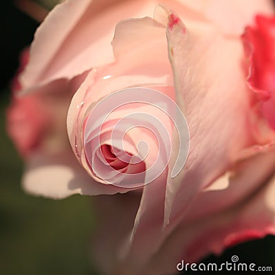 Pink rose with rain drops Stock Photo