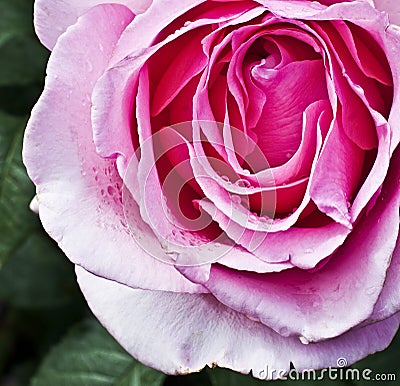 Pink rose with rain drops Stock Photo