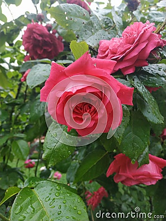 Pink rose after rain Stock Photo