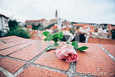 Pink rose on red brick with blured Cesky krumlov castle Stock Photo