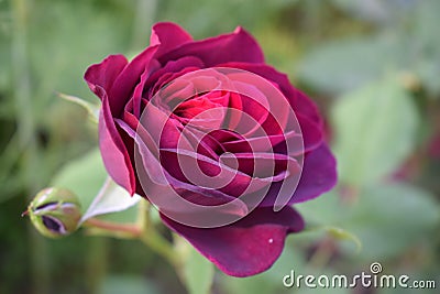 Pink rose red violet and beautiful Stock Photo