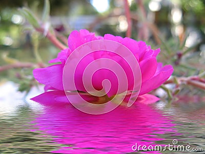 Pink rose reflected in water Stock Photo