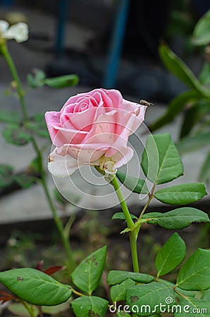 Pink rose Rosa `Madame A. Meilland` on a home flowerbed in the initial stage of withering. Stock Photo