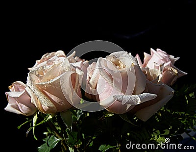 Pink rose Stock Photo