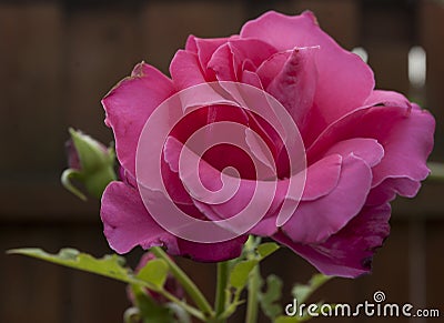 The pink rose Stock Photo