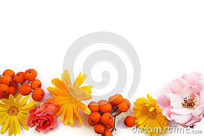 Pink rose, rowan and calendula flowers on a white background, top view, flat lay. Flower frame with place for text Stock Photo