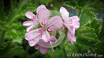 Pink rose scented Geranium flowers. Stock Photo