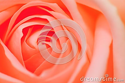 Pink Rose Series 3 Stock Photo