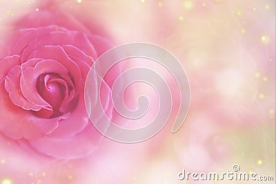 pink rose on a soft pink bokeh background for Valentine& x27;s Day Stock Photo