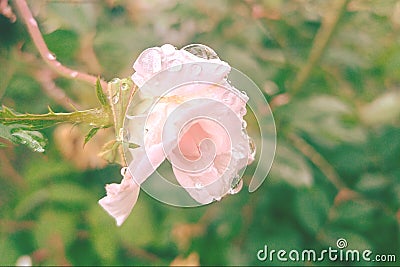 Pink rose after some rain in the morning singular flower in raindrops Stock Photo