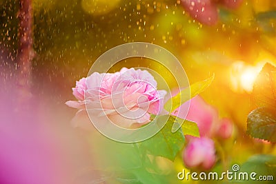 Pink rose at sunset rain Stock Photo