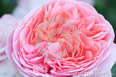 Pink rose with terry petals in the park Stock Photo