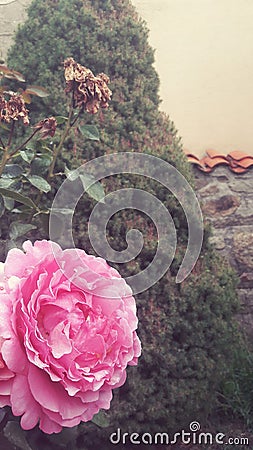 A pink rose and a tree in the garden Stock Photo