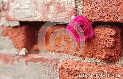 Pink Rose Tucked in Crevice of a Mortared Brick Wall Stock Photo