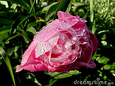 Pink rose with water drops closeup Stock Photo